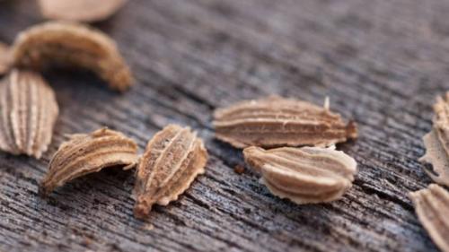 Лучшие сорта моркови на ленте. Какие бывают семена моркови, как их правильно выбирать, сажать и выращивать самостоятельно