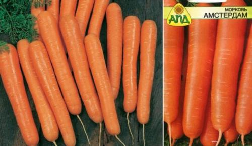 Лучшие сорта моркови для зимнего хранения. Лучшие сорта моркови на 2021 год: самые урожайные, вкусные, сочные, сладкие