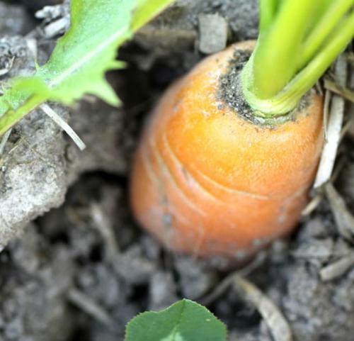 Крупноплодные сорта моркови. Лучшие сорта крупной моркови