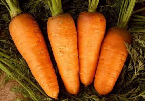 Самые лучшие сорта моркови. Среднеспелые сорта моркови