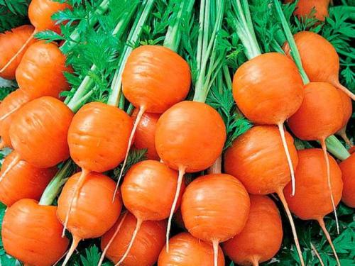 Сладкие сорта моркови для зимнего хранения. Лучшие сорта моркови на 2021 год: самые урожайные, вкусные, сочные, сладкие