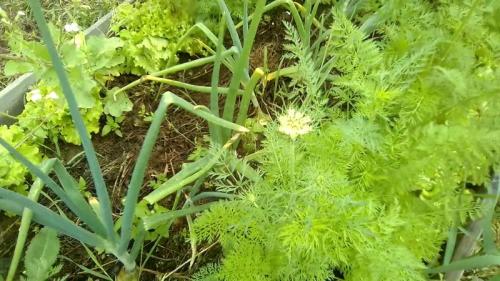 Почему у моркови большая сердцевина. Почему у моркови зеленая сердцевина и можно ли ее есть такую