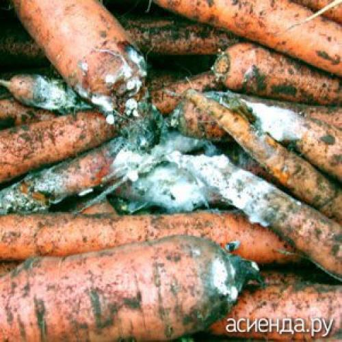 Почему морковь внутри пустая. Белая гниль моркови