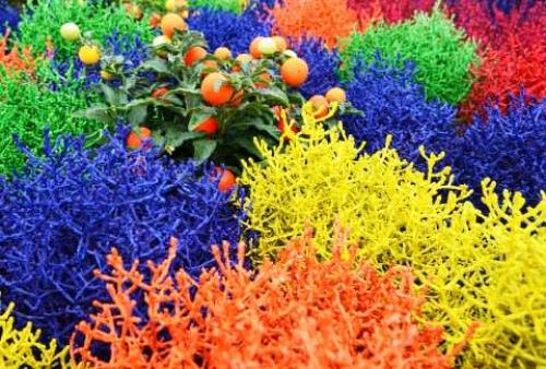 Калоцефалус зимовка.