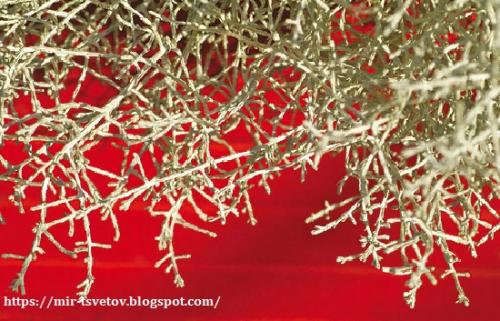 Калоцефалус в горшке. Калоцефалус - серебристый куст в цветочном горшке, который украсит дом не только в праздничные дни