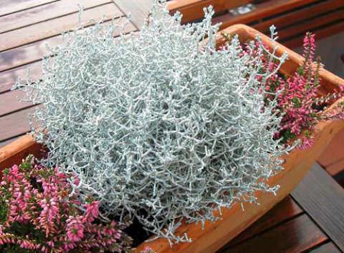 Калоцефалус зимовка.