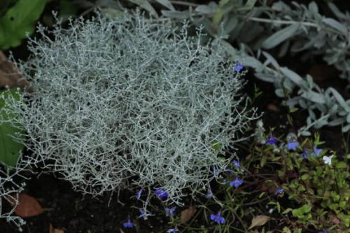 Уход за растением калоцефалус. Калоцефалус - серебряный коралл в саду 04