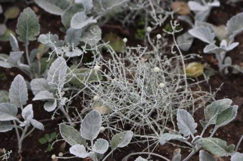 Калоцефалус Брауна Calocephalus browni. Калоцефалус - серебристый куст в цветочном горшке, который украсит дом не только в праздничные дни 04 Калоцефалус Брауна Calocephalus browni. Калоцефалус - серебристый куст в цветочном горшке, который украсит дом не только в праздничные дни 04