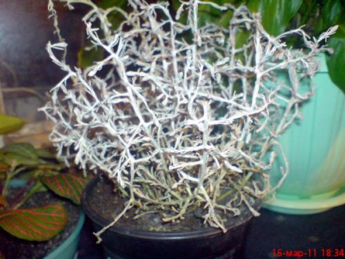 Уход за растением калоцефалус. Калоцефалус - серебряный коралл в саду 03