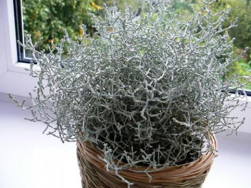 Калоцефалус зимовка.