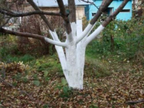 Чем занимаются люди осенью в доме,саду,огороде. Что делают люди осенью.