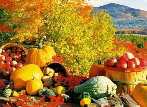 Что собирают люди на огороде осенью. Готовим огород к зиме