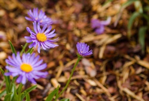 Мульчирование грядок осенью. 6 популярных вариантов осенней мульчи на любой вкус