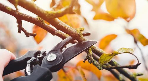 Осенние работы в огороде. Прячем картофель, томаты и капусту 03