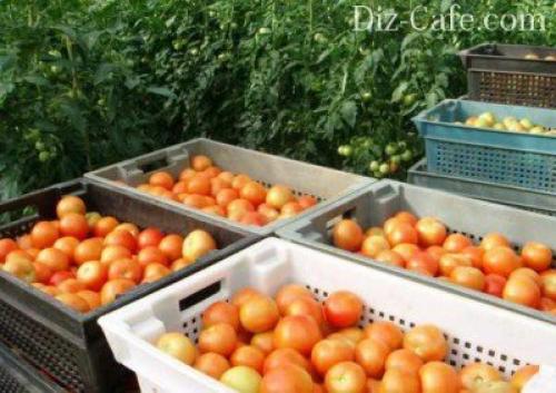 Осенние работы в огороде. Прячем картофель, томаты и капусту 01