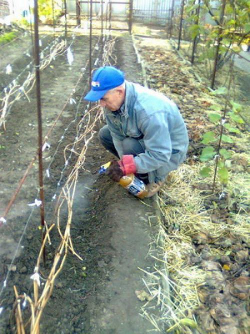 Осенние работы в саду ноябрь. Что можно делать на участке в ноябре: обработка сада