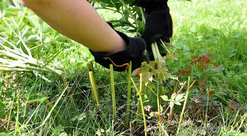 Осенние работы в огороде. Прячем картофель, томаты и капусту 04