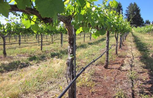Осенние работы в саду и огороде в сентябре. Сентябрь: работа в огороде