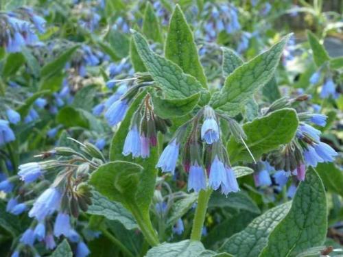 Окопник \ бабушкины рецепты. Что такое окопник, как выглядит и где применяется