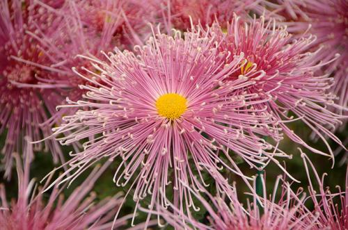 Когда проходит Бал хризантем в Никитском ботаническом саду