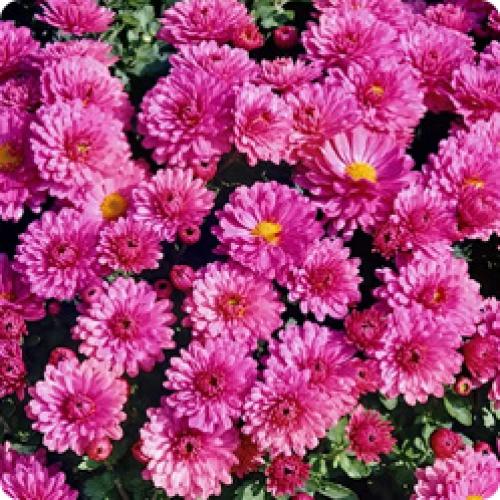 Какие сорта хризантем наиболее устойчивы к морозам