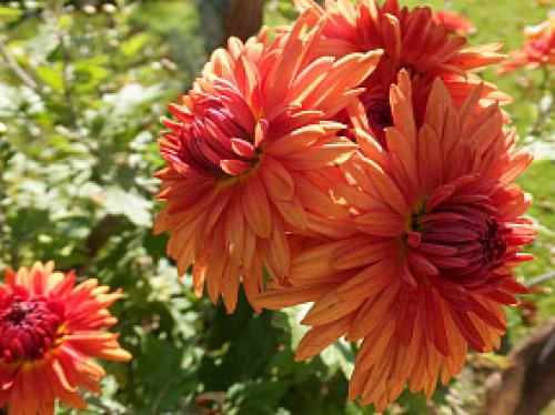 Какие сорта корейской хризантемы наиболее устойчивы к болезням и вредителям