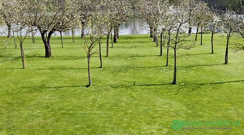 Типы плодовых деревьев