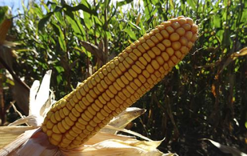 Что такое стрессы на старте выращивания кукурузы