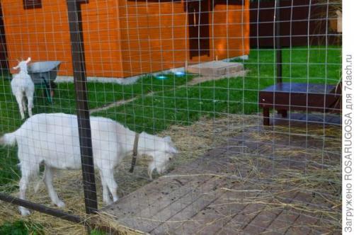 Что такое навоз и какие его виды существуют