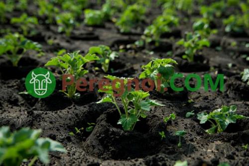 Как правильно использовать конский навоз в сельском хозяйстве