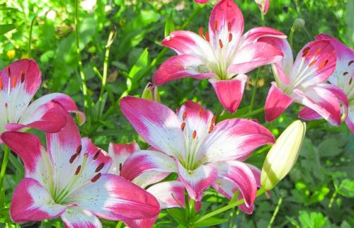 Как выбрать подходящий участок для посадки лилийника